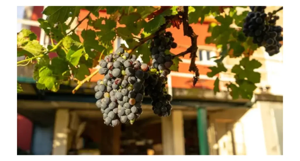 Descubra os Encantos de Bordeaux e Borgonha: O Melhor do Vinho Francês