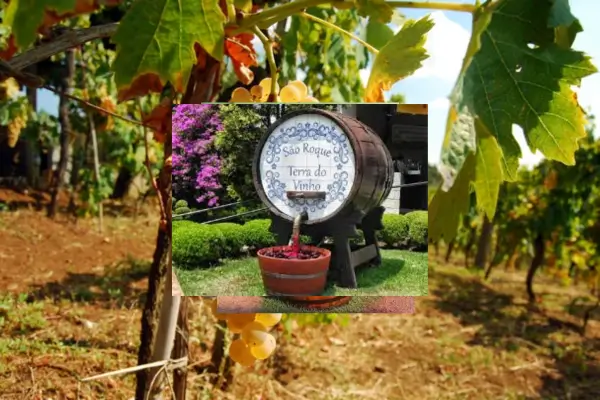 Explorando a Rota do Vinho de São Roque: Uma Experiência Gastronômica e Cultural Inesquecível