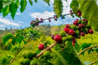 O Encanto do Café Celebrado no Mundo Todo