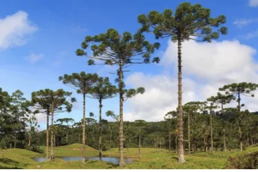 Festa do Pinhão em Campos do Jordão: Um Sabor da Serra que Encanta!