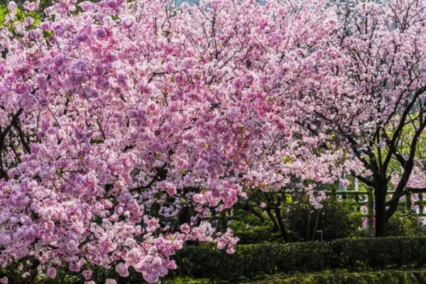 54ª Festa da Cerejeira: Um Encontro da Cultura Japonesa para Celebrar a Beleza das Sakuras
