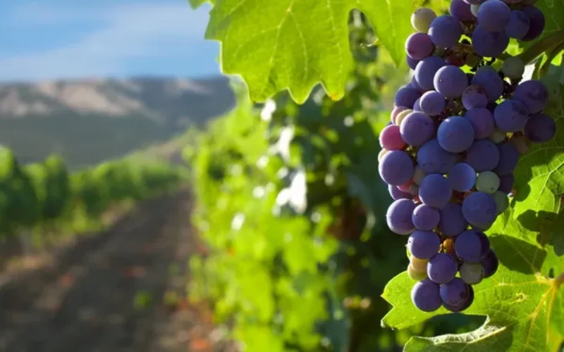 Vale dos Vinhedos: Sabores que Nutrem e Vinhos que Inspiram