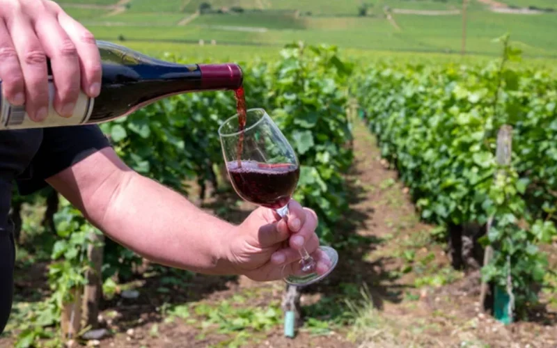 Vale dos Vinhedos: Sabores que Nutrem e Vinhos que Inspiram
