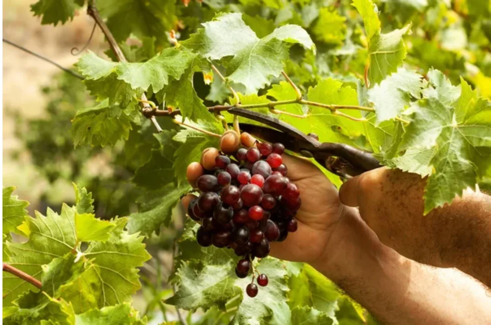 Uruguai: Um Roteiro de Vinhos Inesquecível nos Vinhedos de Montevidéu